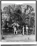 Photo:united States Soldiers, Manila, Philippine ISLANDS,1902. Fixed Price $9.99.