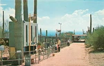 1950S Arizona Tucson Water Street Sonora Desert Petley Postcard 22-11513. Fixed Price $7.79.